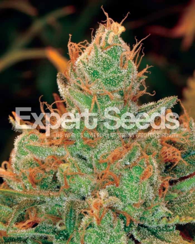1 UND FEM - GORILLA GLUE # 4 X LILLY * EXPERT SEEDS 1 UND FEMINIZADA