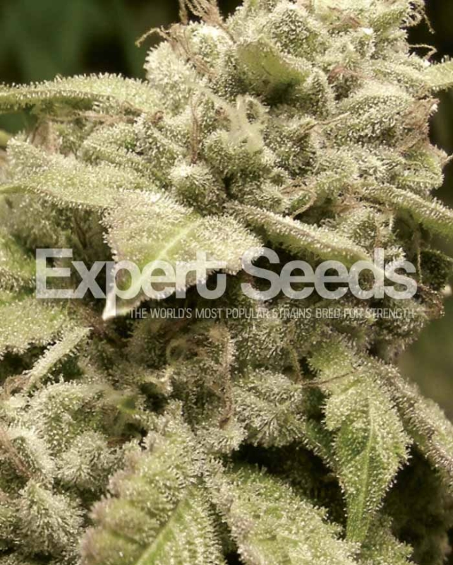 3 UND FEM - GORILLA WHITE WIDOW * EXPERT 3 UND FEMINIZADAS