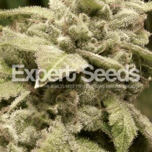 15 UND FEM - GORILLA WHITE WIDOW * EXPERT SEEDS 15 UND FEMINIZADAS