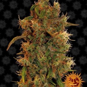 3 UND FEM - GORILLA GLUE AUTO * BARNEY'S FARM 3 UND FEMINIZADAS