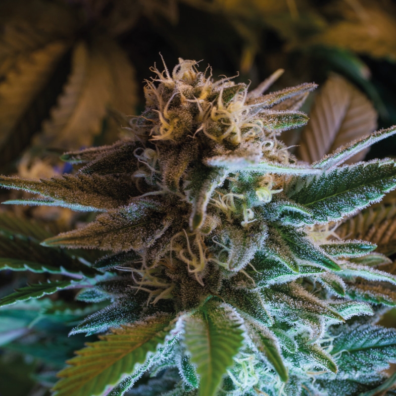 2 UND FEM - GORILLA GLUE AUTO * BSF SEEDS 2 UND FEMINIZADAS