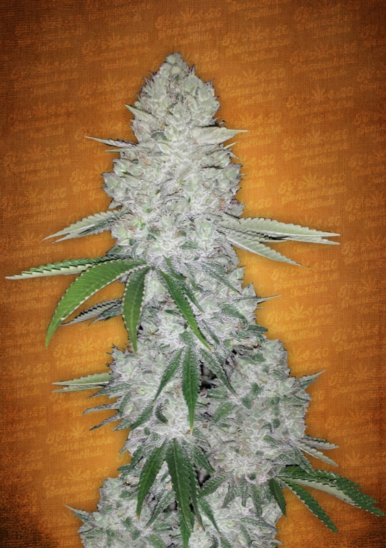 10 UND FEM - GORILLA GLUE AUTO * FASTBUDS SEEDS FEMINIZADA 10 UND