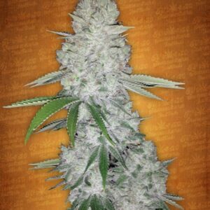 100 UND FEM - GORILLA GLUE AUTO * FASTBUDS SEEDS FEMINIZADA 100 UND