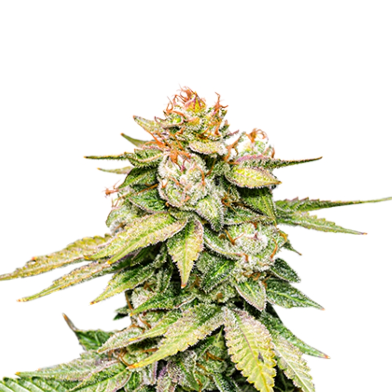 1 UND FEM - GORILLA GLUE AUTO * SEEDSTOCKERS 1 UND FEMINIZADAS