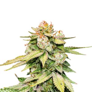 3 UND FEM - GORILLA GLUE AUTO * SEEDSTOCKERS 3 UND FEMINIZADAS