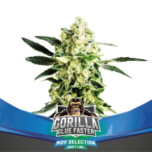 7 UND FEM - GORILLA GLUE FASTER * BSF SEEDS 7 UND FEMINIZADAS