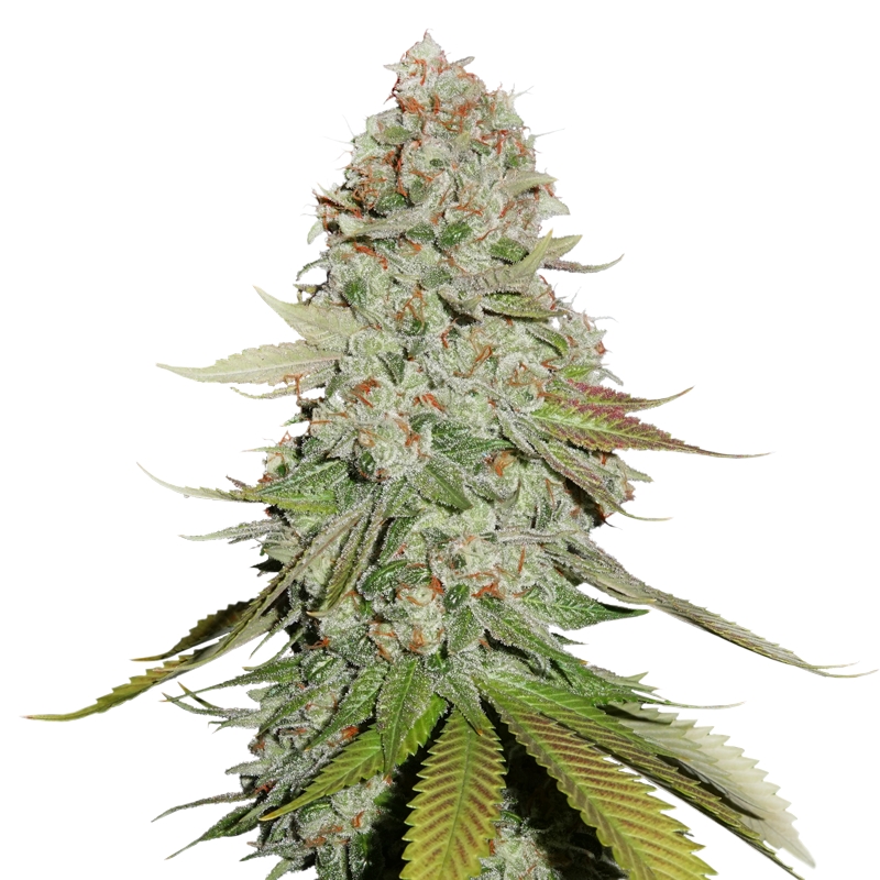 100 UND FEM - GORILLA GLUE * SEEDSTOCKERS 100 UND FEMINIZADAS