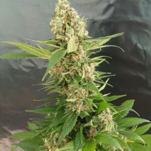 1 UND FEM - GORILLA ICE CREAM * EXPERT SEEDS 1 UND FEMINIZADA