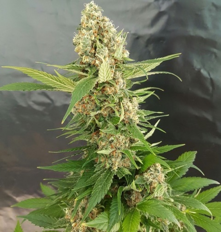 1 UND FEM - GORILLA ICE CREAM * EXPERT SEEDS 1 UND FEMINIZADA