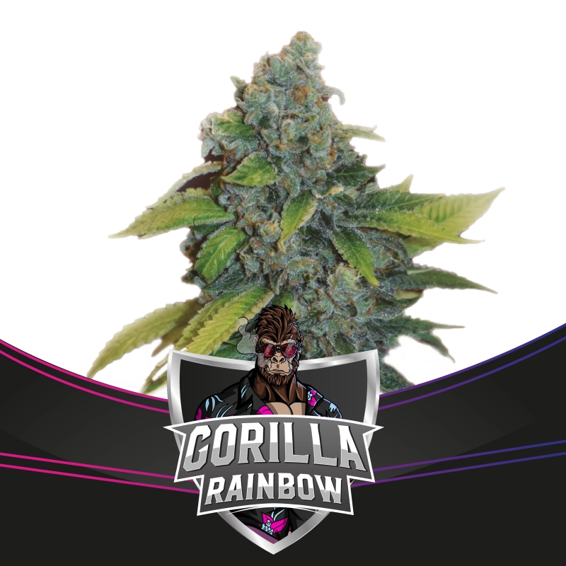 4 UND FEM - GORILLA RAINBOWS - DRAFT LINE * BSF SEEDS 4 UND FEMINIZADAS