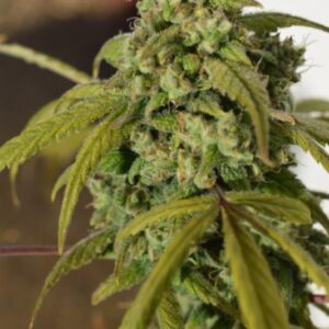 1 UND FEM - GORILLA SFV OG * EXPERT SEEDS 1 UND FEMINIZADA