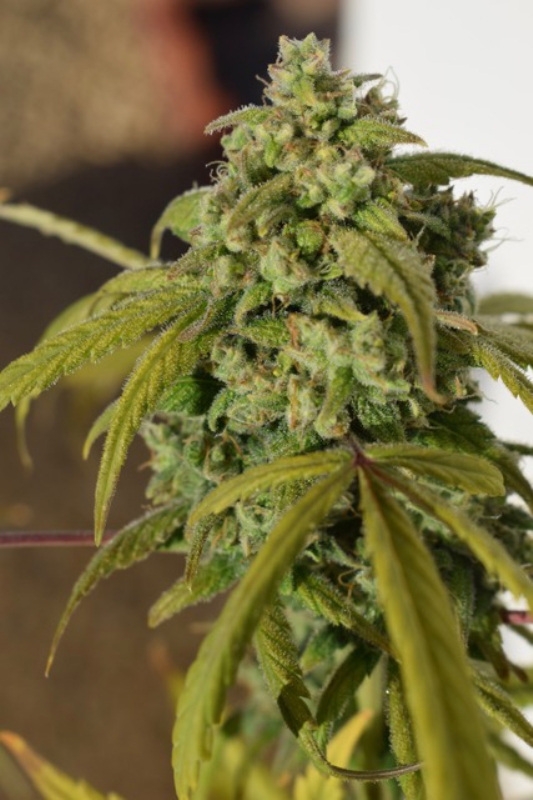 10 UND FEM - GORILLA SFV OG * EXPERT SEEDS 10 UND FEMINIZADAS