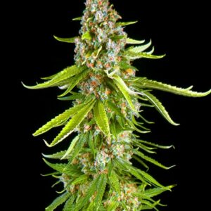 5 UND FEM - GRANDE CRACK * BULK SEED 5 UND FEM