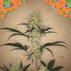 4 UND FEM - GRAPE AMNESIA * FEMALE SEEDS 4 UND FEMINIZADAS