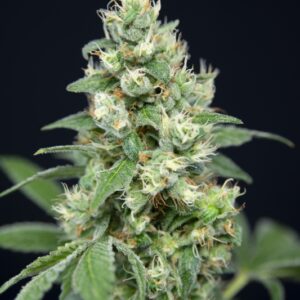 6 UND FEM - GRAPEFRUIT BARB * HOUSE OF THE GREAT GARDENER FEMINIZADA 6 UND