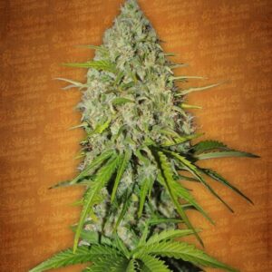 1 UND FEM - GRAPEFRUIT MATIC * FASTBUDS SEEDS FEMINIZADA 1 UND