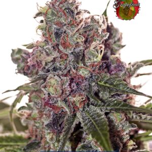 5 UND FEM - GRAPEFRUIT * POSITRONICS 5 UND FEMINIZADAS