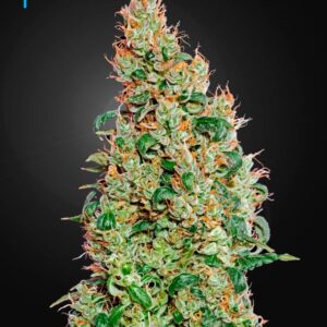 10 UND FEM - GREEN-O-MATIC * GREEN HOUSE 10 UND FEMINIZADAS