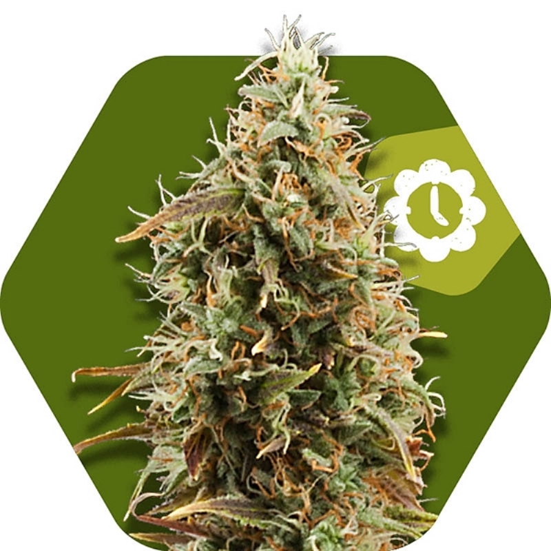 10 UND FEM - GREEN AK XL AUTO * ZAMBEZA SEEDS 10 UND FEMINIZADAS