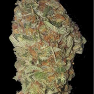 5 UND FEM - GREEN CANDY * BULK SEED 5 UND FEM
