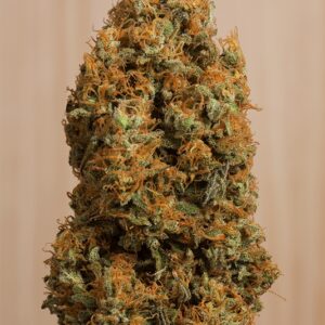 5 UND FEM - GREEN CRACK CBD * HUMBOLDT SEEDS 5 UND FEMINIZADAS