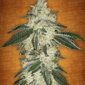 100 UND FEM - GREEN CRACK * FASTBUDS SEEDS FEMINIZADA 100 UND