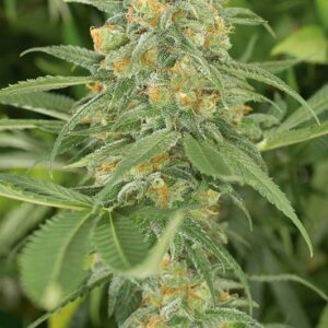 5 UND FEM - GREEN CRACK * HUMBOLDT SEEDS 5 UND FEMINIZADAS