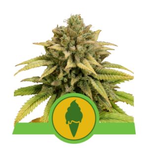 10 UND FEM - GREEN GELATO AUTO * ROYAL QUEEN 10 UND FEMINIZADA