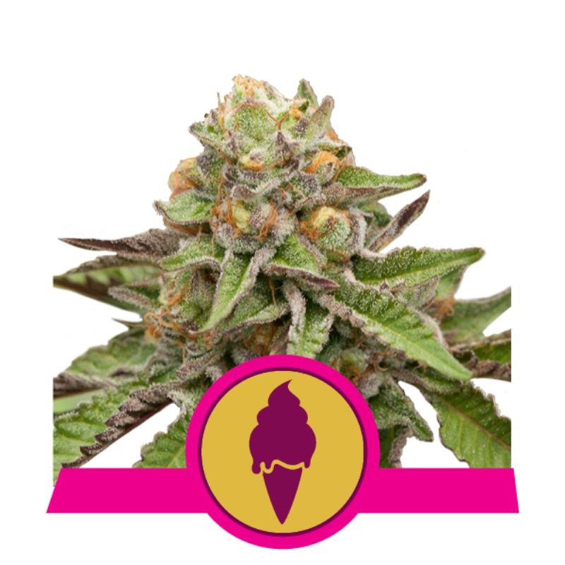100 UND FEM - GREEN GELATO USA PREMIUM * ROYAL QUEEN 100 UND FEMINIZADAS