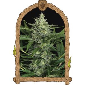 10 UND FEM - GREEN GUMMY AUTO * EXOTIC SEED FEMINIZADA 10 UND