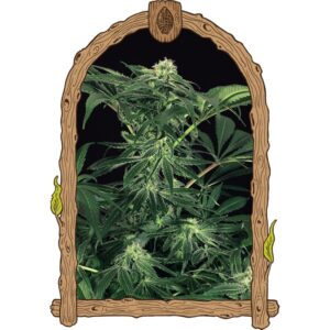 3 UND FEM - GREEN GUMMY * EXOTIC SEED FEMINIZADA 3 UND