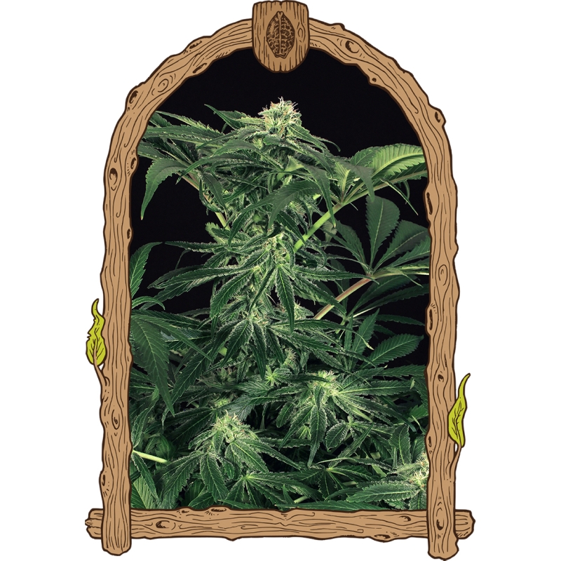 25 UND FEM - GREEN GUMMY * EXOTIC SEED FEMINIZADA 25 UND