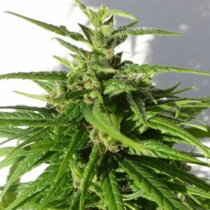 5 UND REG - GREEN HAZE * ACE SEEDS 5 UND REGULARES