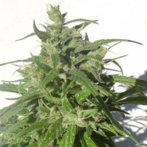 10 UND REG - GREEN HONDURAS HAZE * ACE SEEDS 10 UND REGULARES
