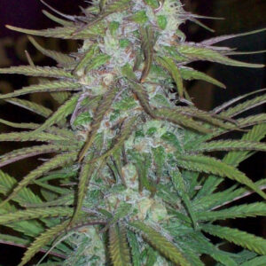 10 UND REG - GREEN MOUNTAIN GRAPE STANDARD * ACE SEEDS 10 UND REGULARES