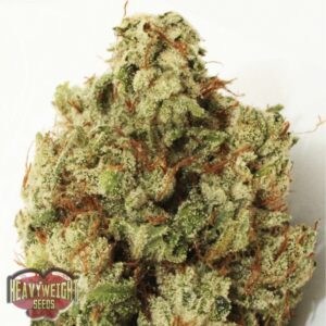 5 UND FEM - GREEN NINJA * HEAVYWEIGHT SEEDS 5 UND FEMINIZADAS