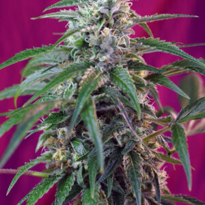 3 UND FEM - GREEN POISON AUTO ﾮ * SWEET SEEDS 3 UND FEMINIZADAS