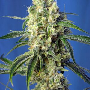 5 UND FEM - GREEN POISON CBD ﾮ * SWEET SEEDS 5 UND FEMINIZADAS