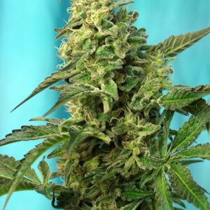 100 UND FEM - GREEN POISON F1 FAST VERSION ﾮ * SWEET SEEDS 100 UND FEMINIZADAS