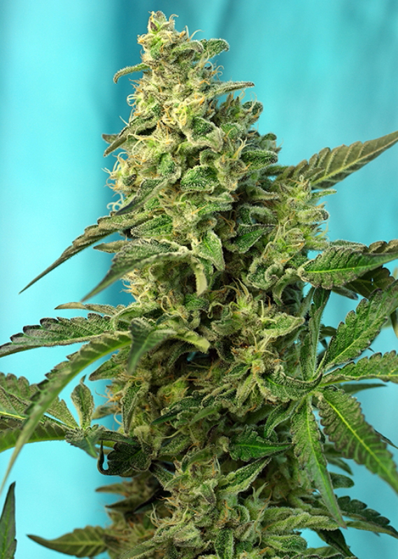 5 UND FEM - GREEN POISON F1 FAST VERSION ﾮ * SWEET SEEDS 5 UND FEMINIZADAS
