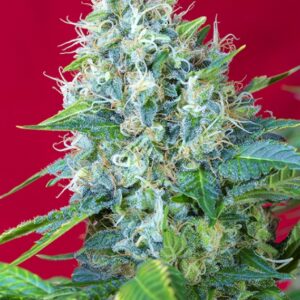 100 UND FEM - GREEN POISON ﾮ * SWEET SEEDS 100 UND FEMINIZADAS