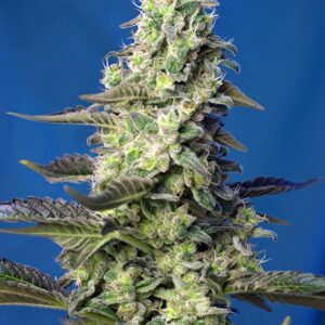100 UND FEM - GREEN POISON XL AUTO ﾮ * SWEET SEEDS 100 UND FEMINIZADAS