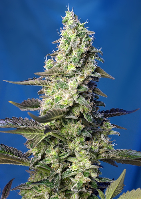 25 UND FEM - GREEN POISON XL AUTO ﾮ * SWEET SEEDS 25 UND FEMINIZADAS