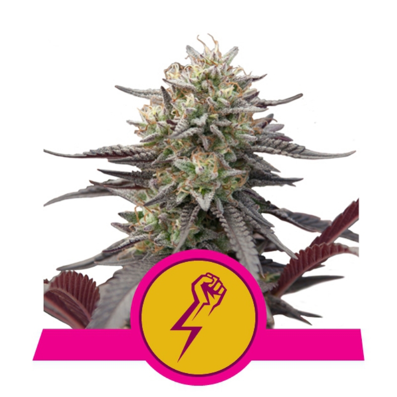 5 UND FEM - GREEN CRACK PUNCH USA PREMIUM * ROYAL QUEEN 5 UND FEMINIZADAS