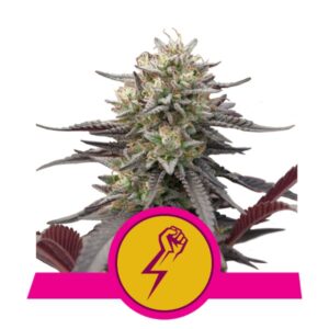 10 UND FEM - GREEN CRACK PUNCH USA PREMIUM * ROYAL QUEEN 10 UND FEMINIZADAS