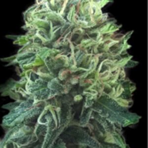 5 UND FEM - GREEN SCOUT COOKIES * BULK SEED 5 UND FEM