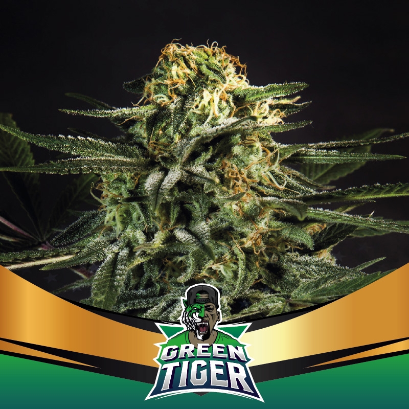4 UND FEM - GREEN TIGER FAST VERSION * BSF SEEDS 4 UND FEMINIZADAS