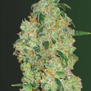 10 UND FEM - GREEN WILD SHARK  * VICTORY SEEDS FEMINIZADA 10 UND