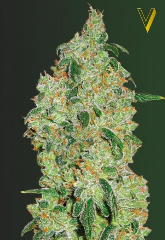 3 UND FEM - GREEN WILD  SHARK * VICTORY SEEDS FEMINIZADA 3 UND