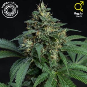 5 UND REG - GREENADE * TROPICAL SEEDS 5 UND REGULARES